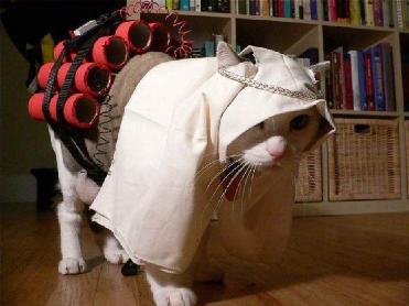 Les jihadistes aiment les chats, donc tout va bien